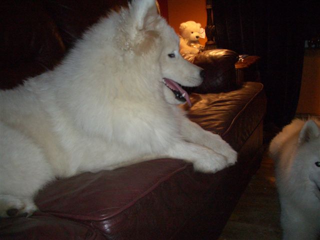 CLICK here to see Blaze's pedigree