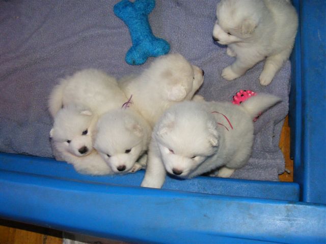 CLICK here to go back to the Nursery Page