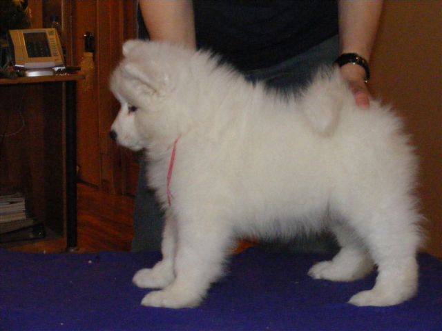 CLICK here to go to the Nursery page