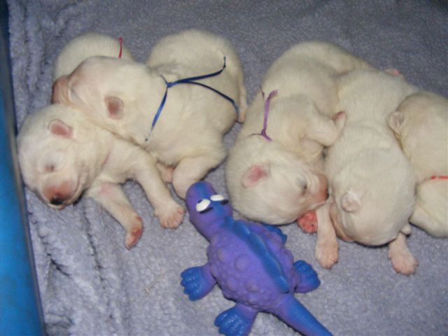 CLICK here to go back to the Nursery Page