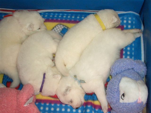 Click here to go three week pics