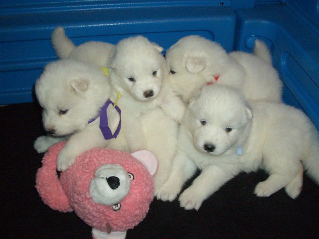 CLICK here to see them at four weeks
