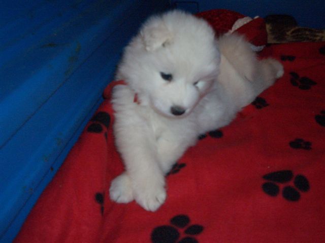 CLICK here to see the puppies at five weeks