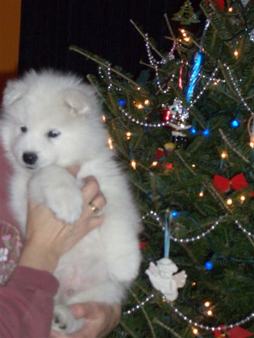 CLICK here ot go back to the Nursery Page