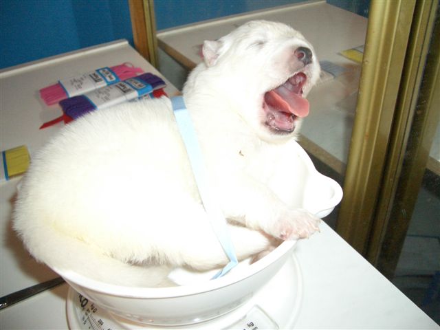 Click here to see puppies at two weeks 