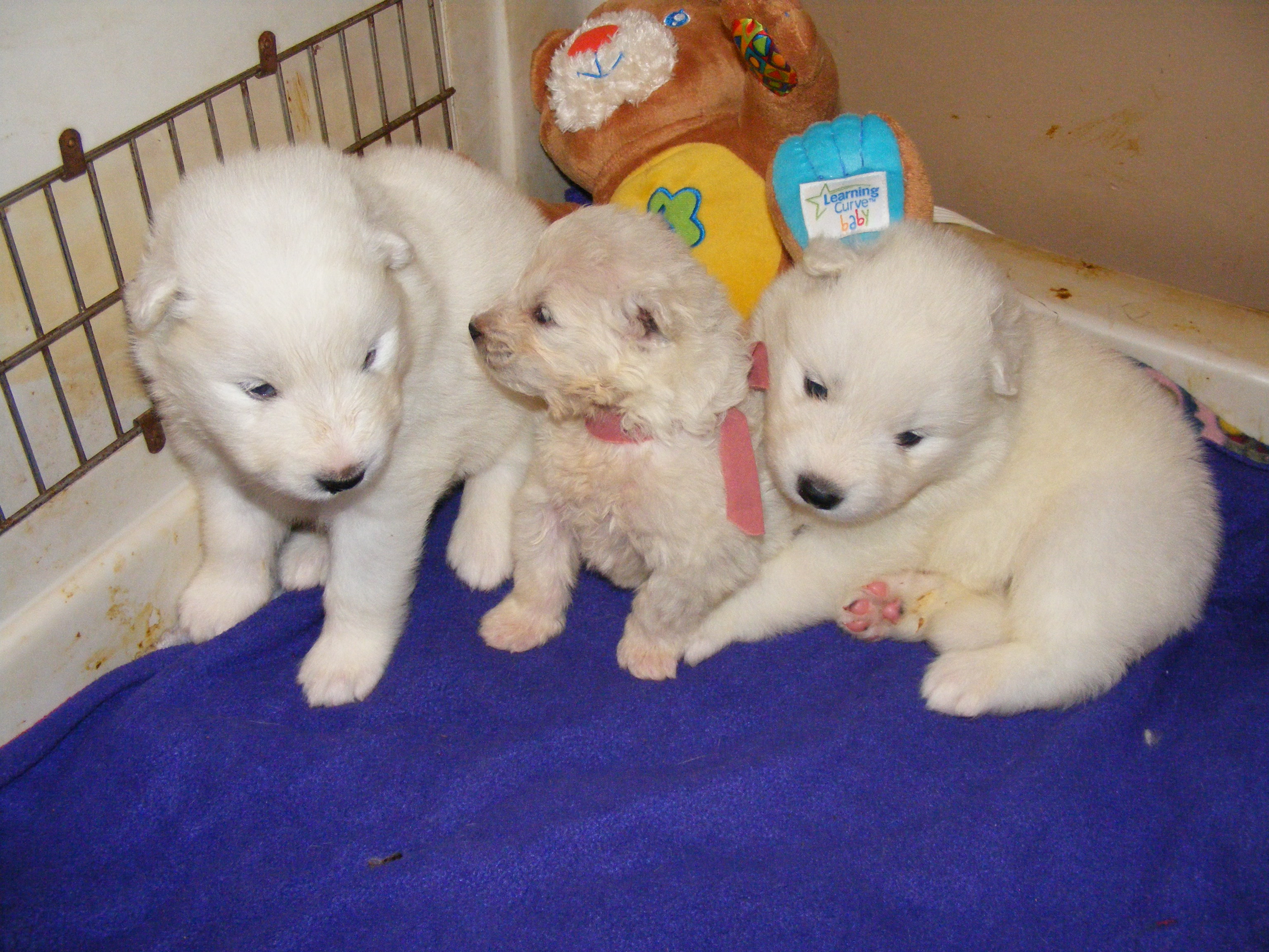 CLICK here for Nursery page