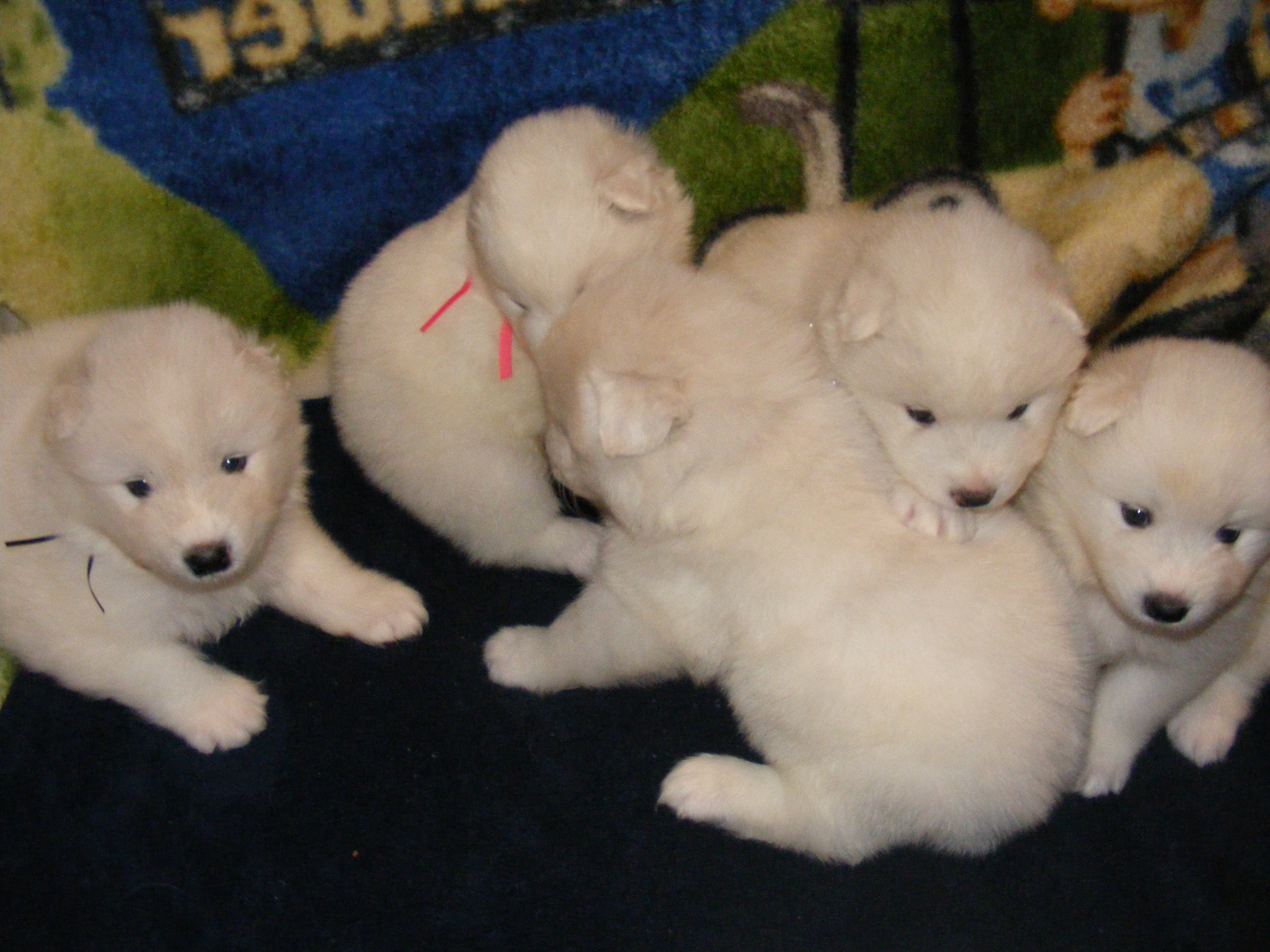 CLICK here to see the puppies at seven weeks