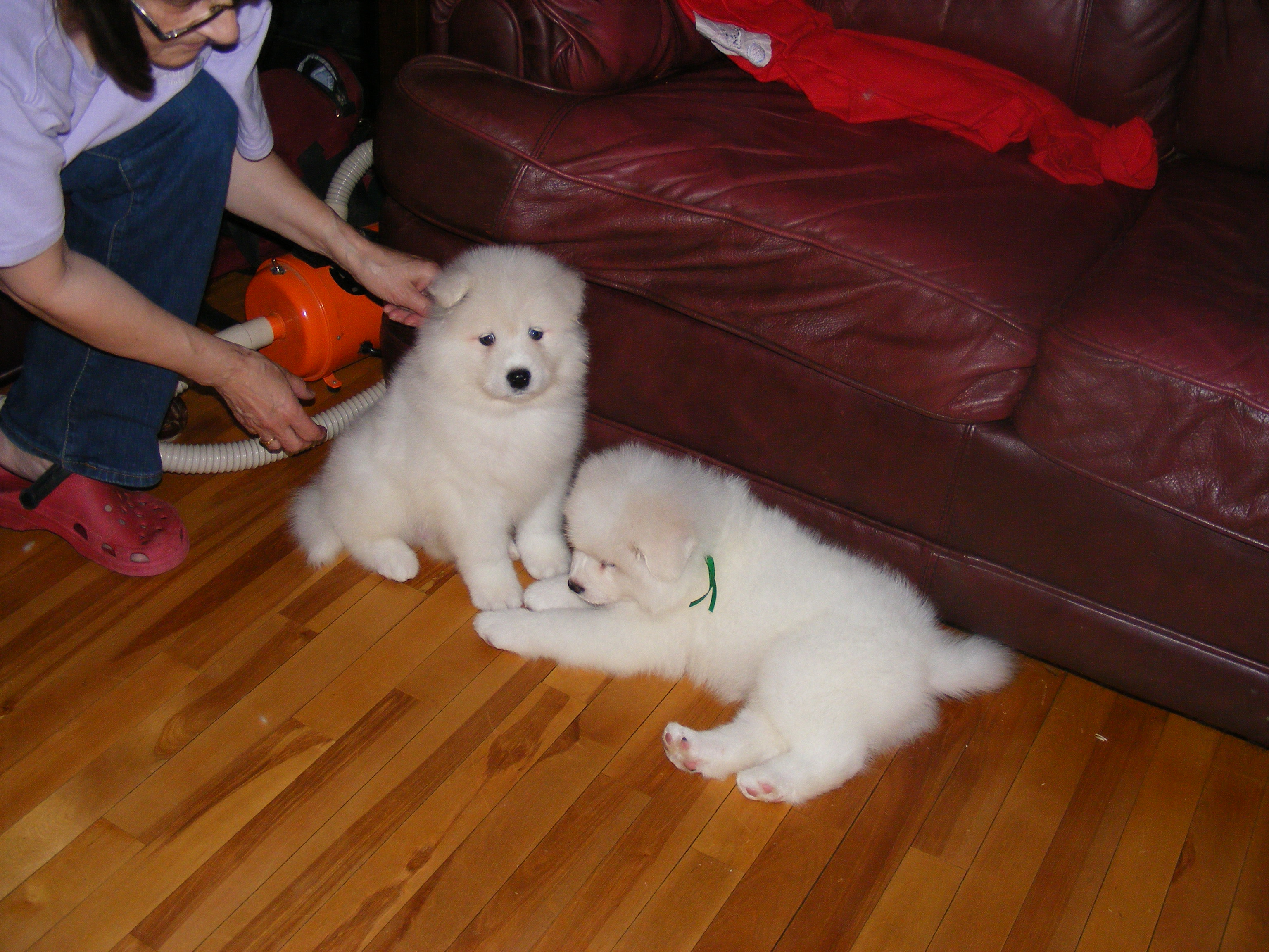 CLICK here for the Nursery page
